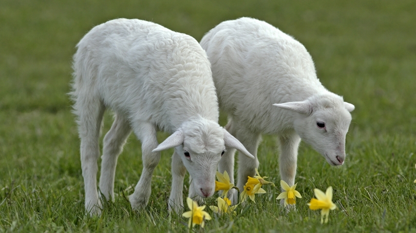 Apa Itu Biri Biri Membahas Perbedaan Antara Kambing Domba Dan Biri Biri Agricpedia